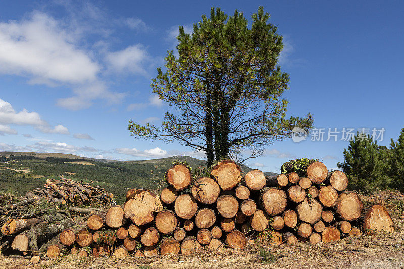西班牙加利西亚的森林里被砍伐的松木
