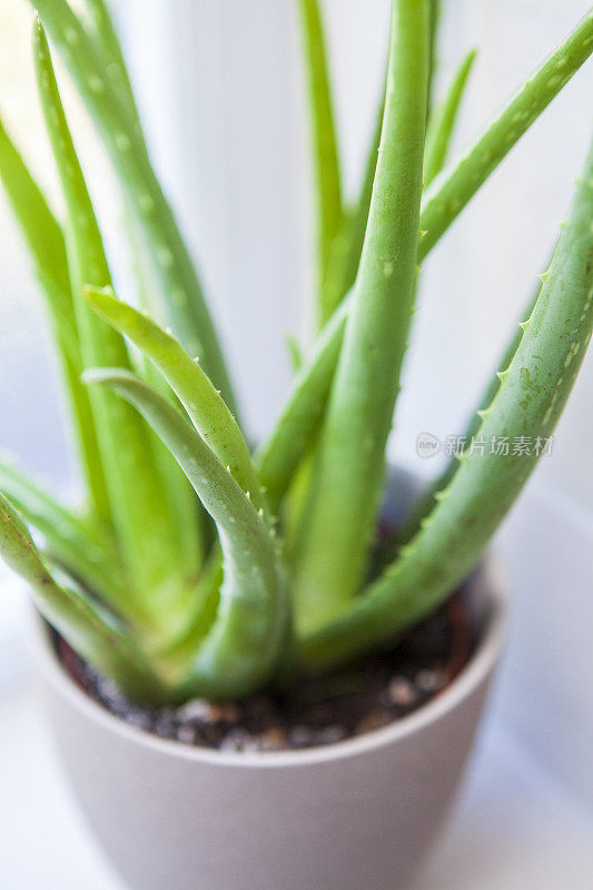 浴室里有芦荟植物