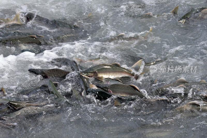 鲑鱼产卵狂潮，阿拉斯加，美国