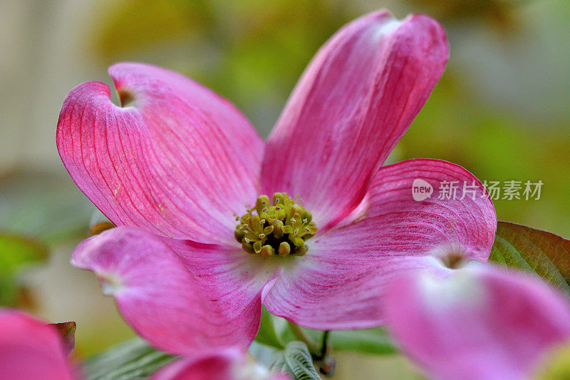 山茱萸花的极端特写照片，被花瓣状苞片包围