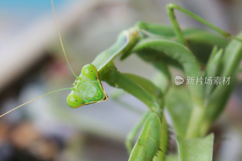 近距离拍摄的三角形头部和明亮的绿色螳螂昆虫坐在树叶上凸出的眼睛，聚焦在前景