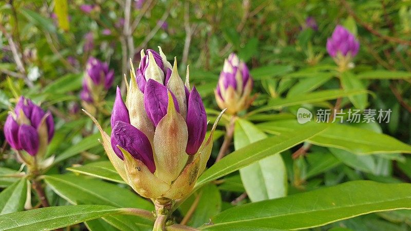 粉红色的杜鹃花味蕾