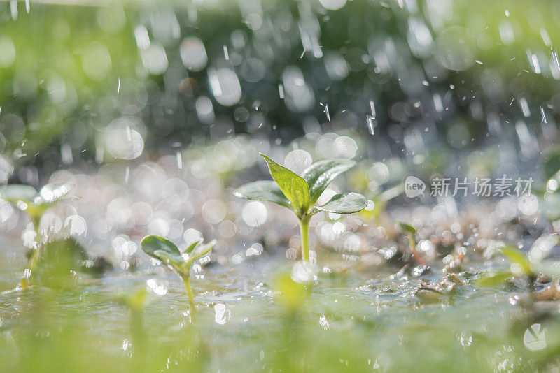 雨中绿苗