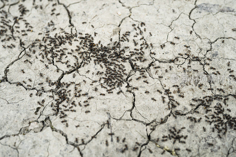 蚂蚁的殖民地。一条黑蚂蚁的路。私人住宅花园里的蚂蚁