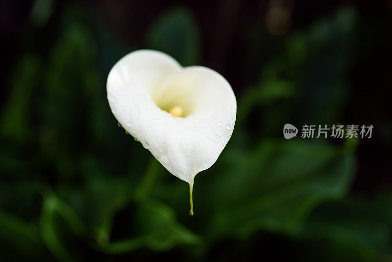 背景:湿花-海芋属植物，海芋属，天南星科