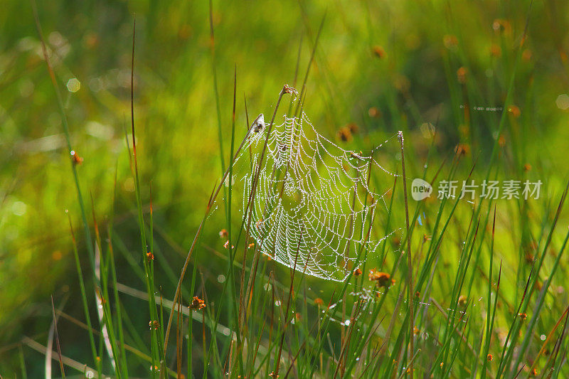 薄雾清晨的蜘蛛网