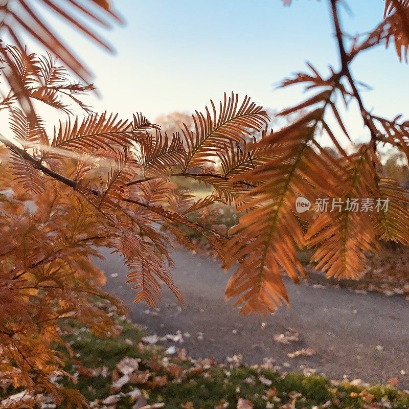 美丽的秋日，红杉的黎明