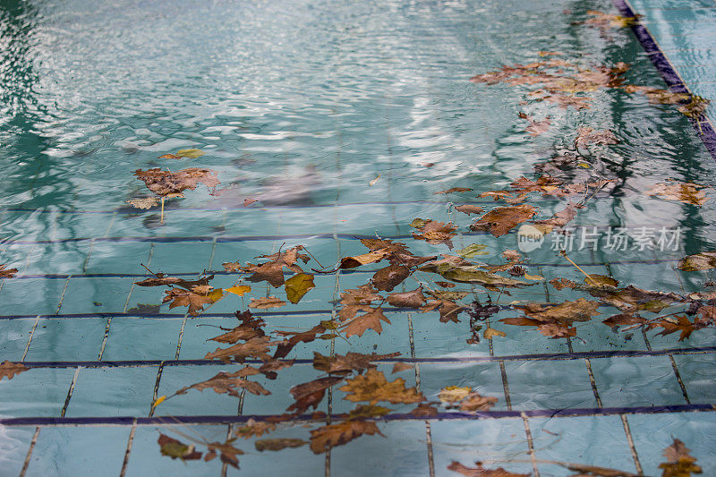 游泳池里的秋叶