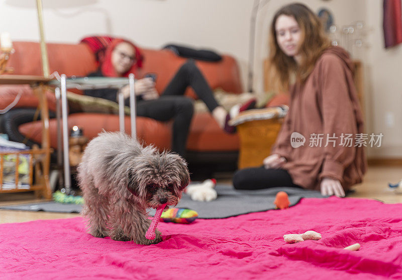 两个十几岁的女孩在客厅里玩一只小狗