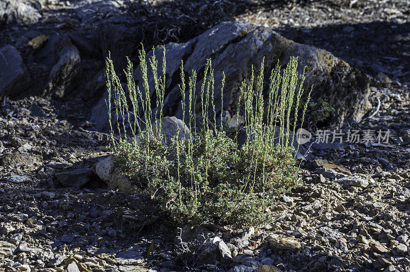 黑山艾-蒿属植物，白山;阴阳国家森林;阴阳县;加州;盆地和山脉省。菊科。