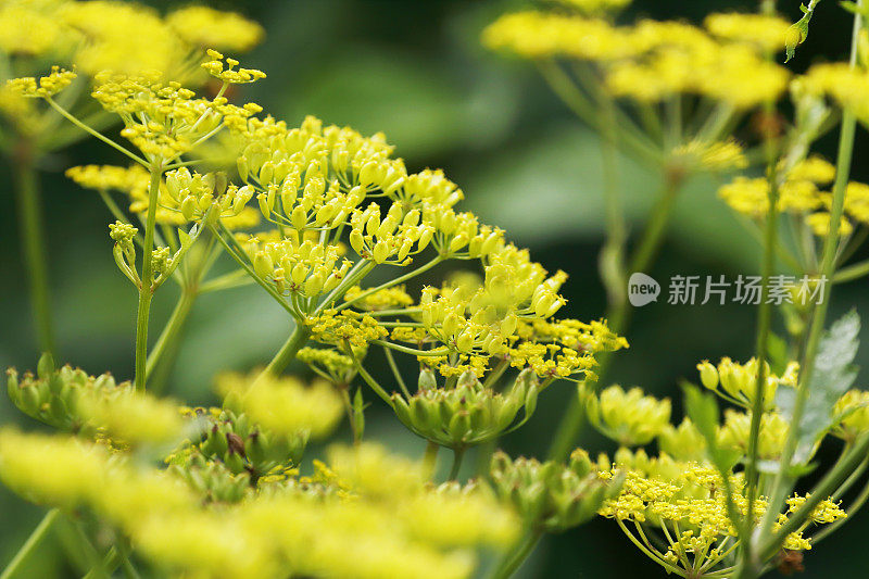 野生防风草