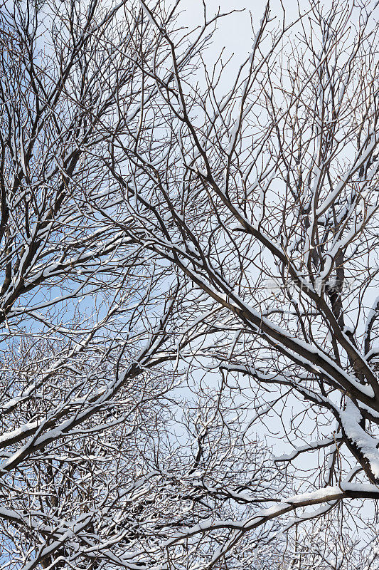 白雪覆盖的树枝，冬天的背景