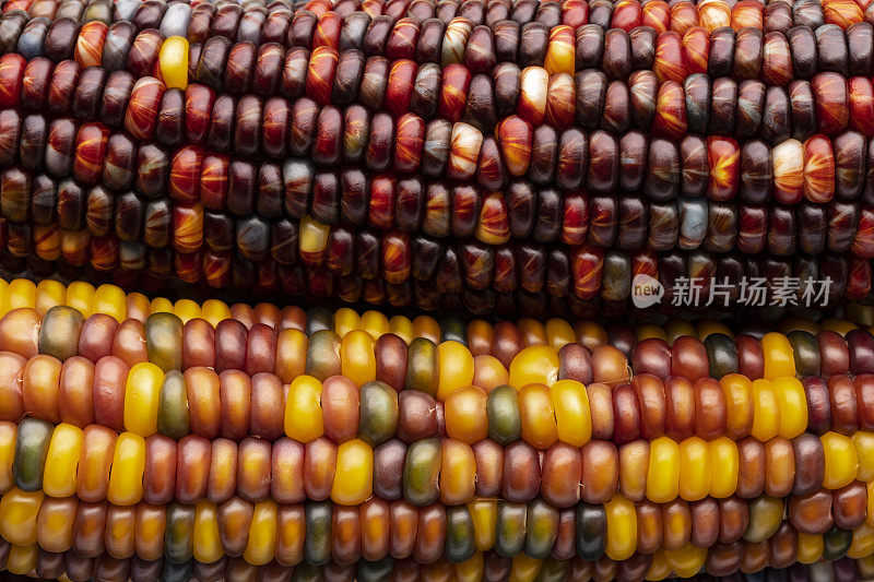 近距离微距拍摄干燥，本土印第安玉米。用作秋季装饰。