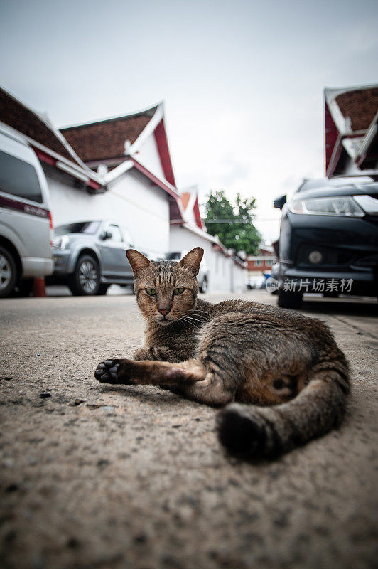 一只流浪猫躺在街上