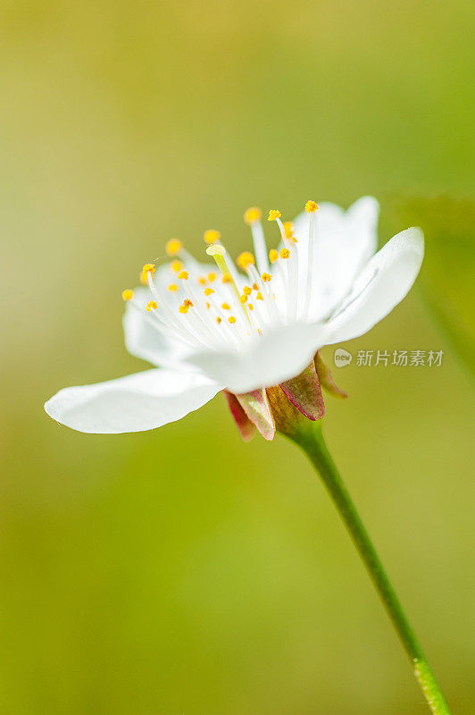 在美丽模糊的背景上，一棵开花的苹果树的树枝。Macroshooting。