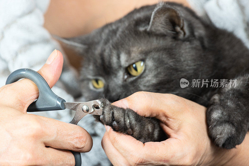 女猫主人剪猫爪
