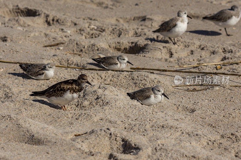 最小矶鹞和sandllings栖息在沙洼地以避免风