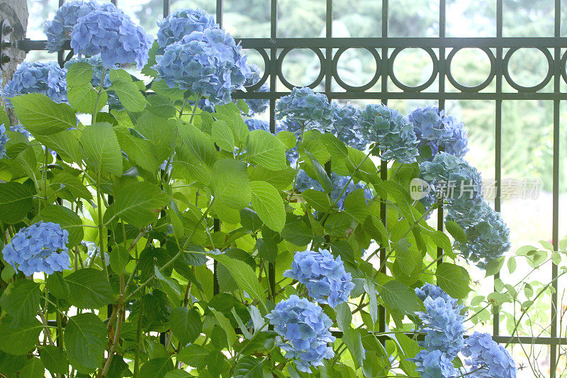 栅栏上的蓝绣球花