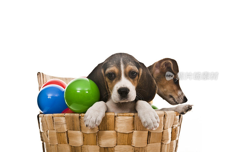 杰克罗素小猎犬和比格尔小猎犬在洗衣篮里玩彩球