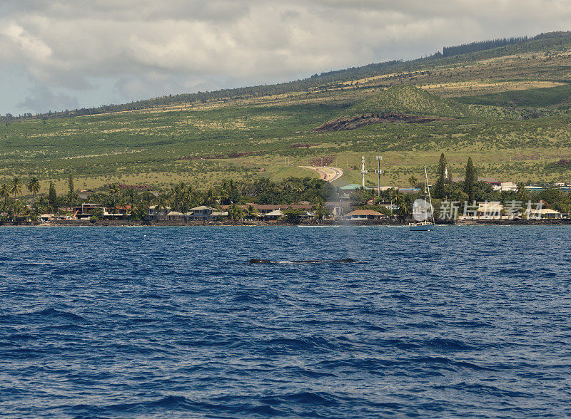 毛伊岛海岸线，鲸鱼目击