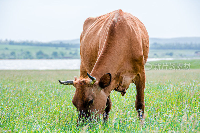 牛在吃新鲜的草。牛的肖像。一头奶牛在绿色的草地上散步和吃草，在农村农场的田野上放牧奶牛。一头牛在绿色的草地上吃草。农业。纯粹的自然。