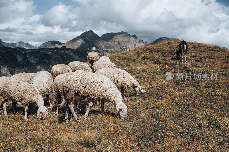 山:绵羊和山羊在山上吃草