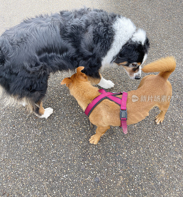 圣伯纳德犬和腊肠犬互相嗅