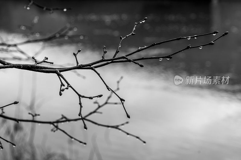 融化的雪在树枝上形成雨滴