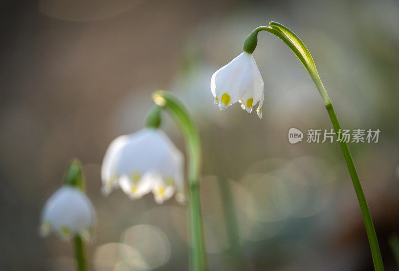 春天的雪花