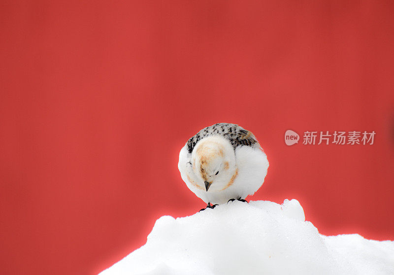 雪旗帜与红色背景