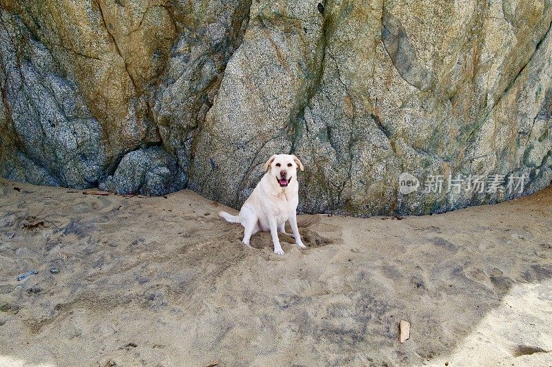 加州大苏尔的拉布拉多寻回犬