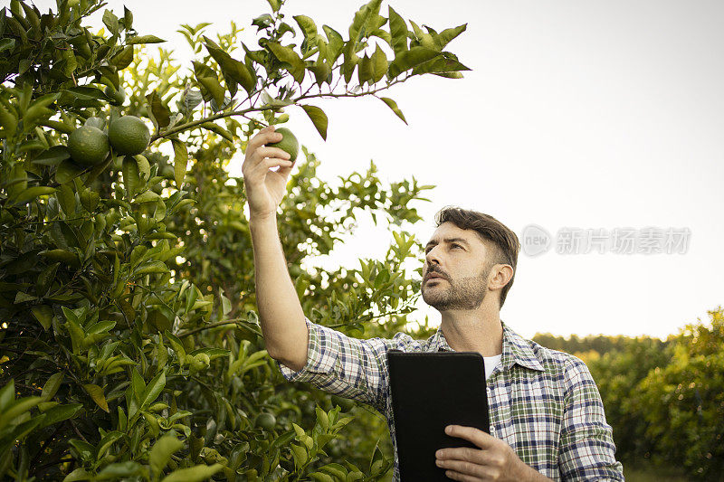 橘子种植园的农业技术人员的肖像与平板