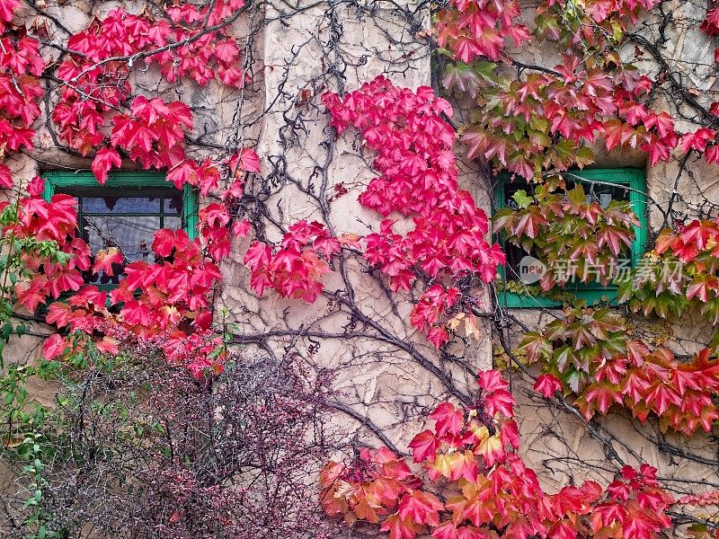 新墨西哥州圣菲市附近的老石墙上鲜艳的红色秋色常春藤