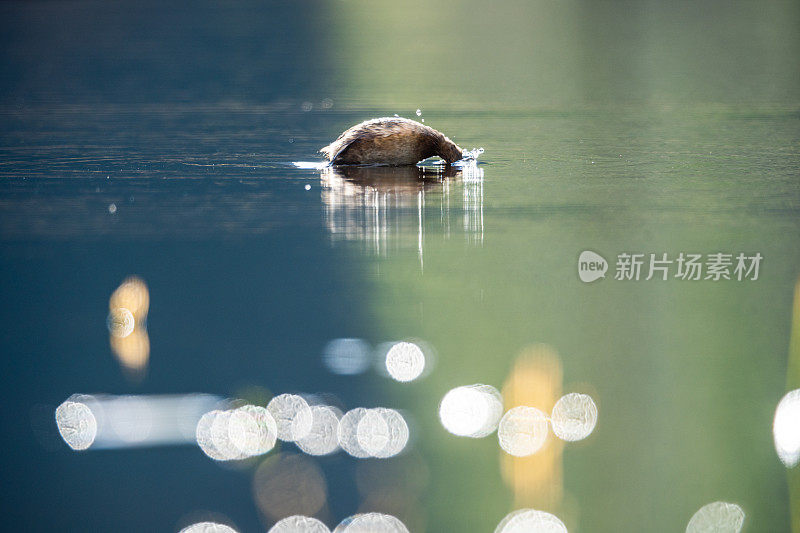 威金在平静的水面上滑行