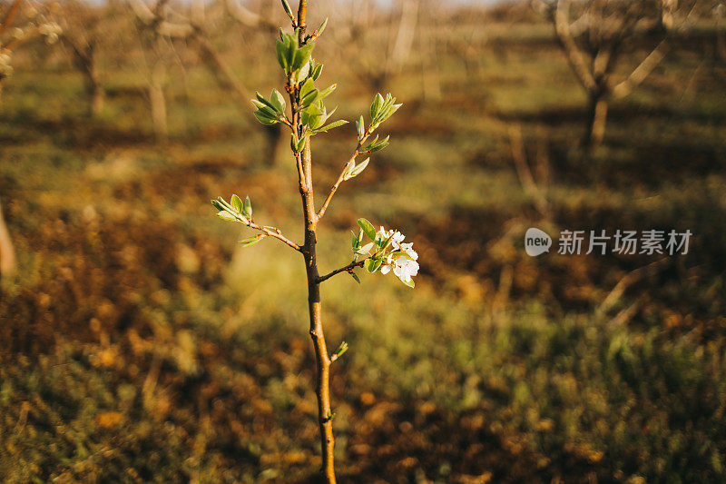 近距离的树上绽放着花朵