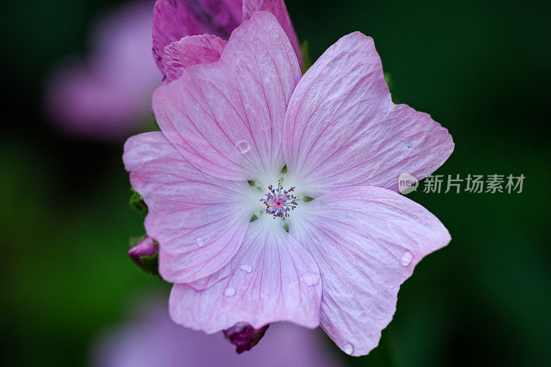 麝香锦葵花特写