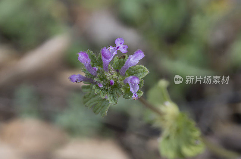 amplexicaule，俗称普通荨麻，或大荨麻或死荨麻是一种原产于欧洲，亚洲和北非的荨麻。甜面包岭州立公园;加州索诺玛县的马亚卡玛斯山脉。唇形科。