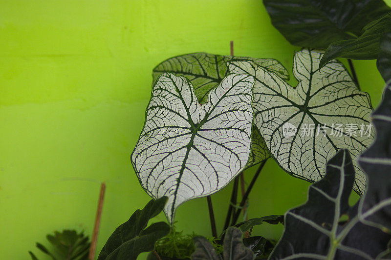美丽的Caladium室内植物与大的白色叶子和绿色的脉络在后院。白念珠，白色圣诞，克拉迪普提。热带室内植物园艺股票图像。