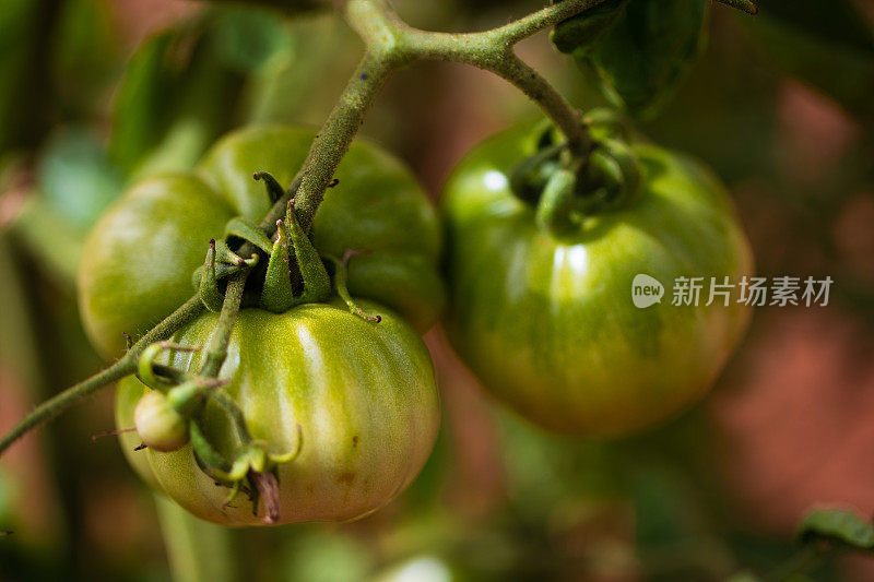 一个植物的特写与绿色的未成熟的西班牙罗莎德巴巴斯特罗西红柿