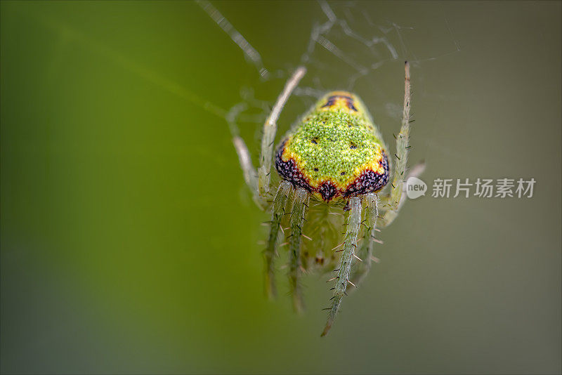 小绿黄花蜘蛛