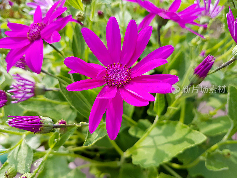 漂亮的粉红色-令人震惊的粉红色雏菊在夏天的一天飞溅的色彩。