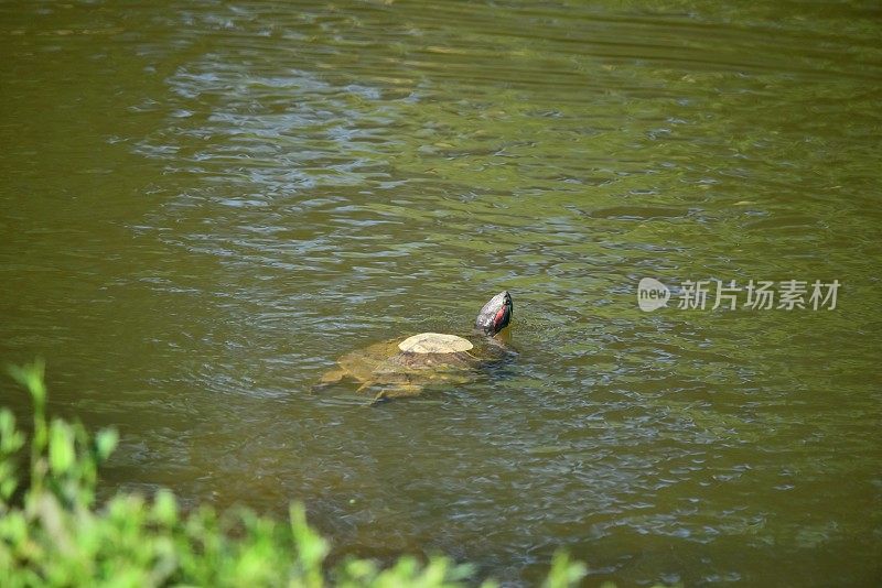 红耳剃度滑块