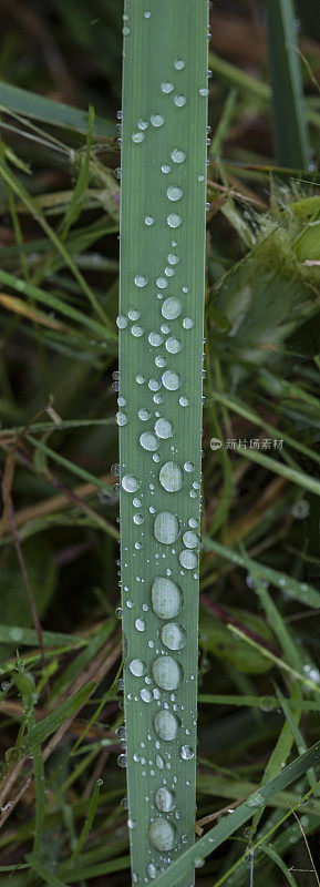 近草草与雨滴。