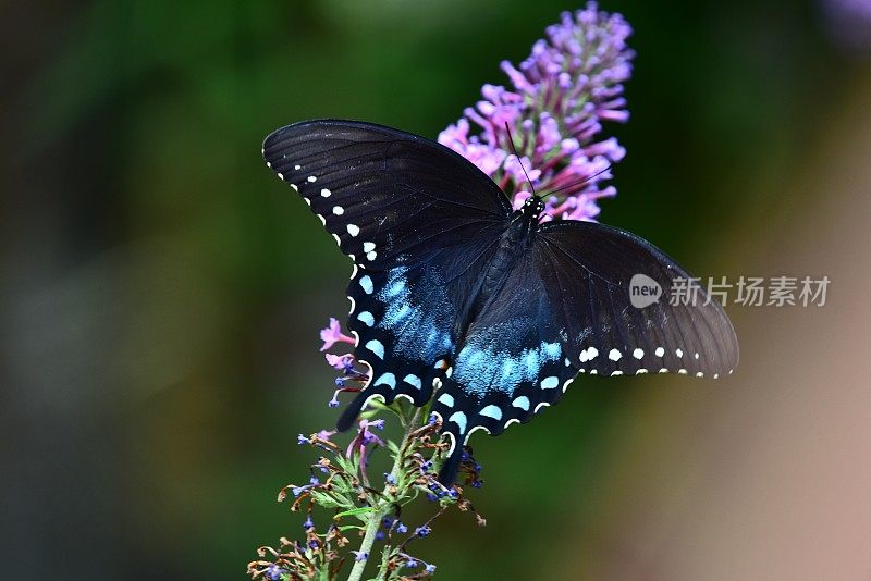 黑色燕尾蝴蝶