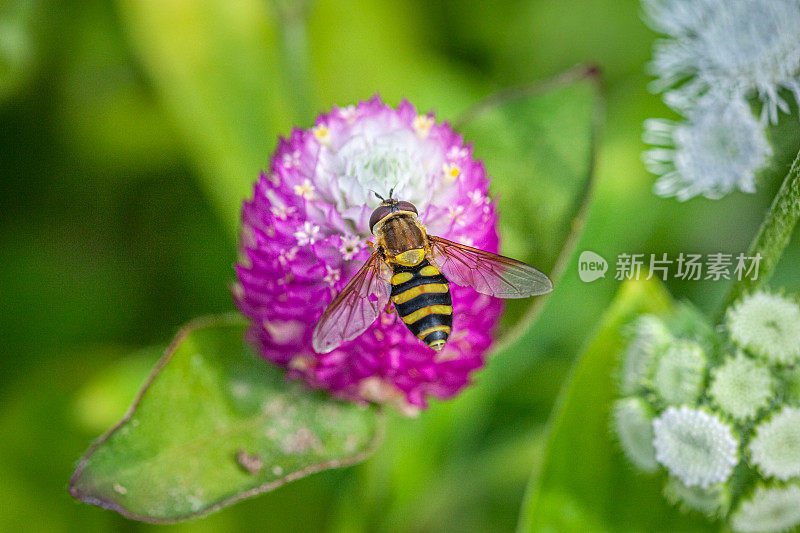 食蚜蝇，黑边花蝇，Gomphrena。