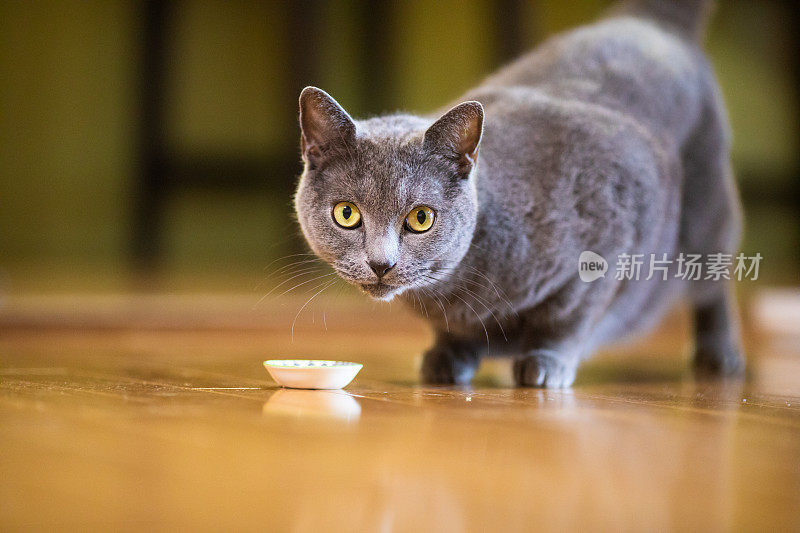 漂亮的灰短毛猫在家里室内吃着一些食物