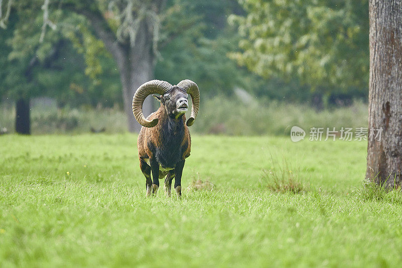 白羊座站在草地上，正面