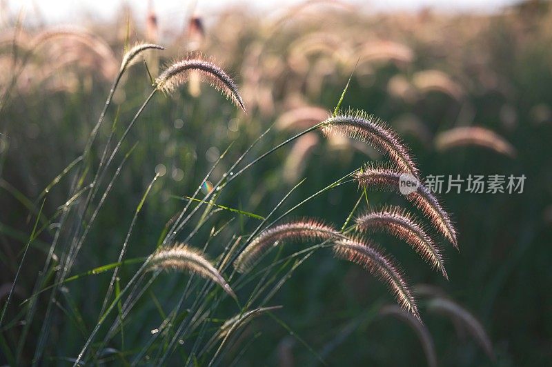 小草花伴阳光，美丽散景背景