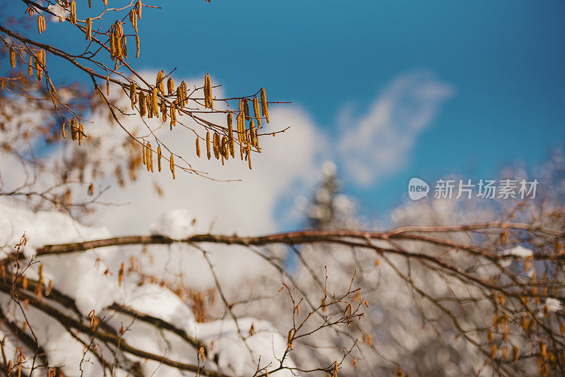 靠近挂在覆盖着雪的树枝上的柳絮