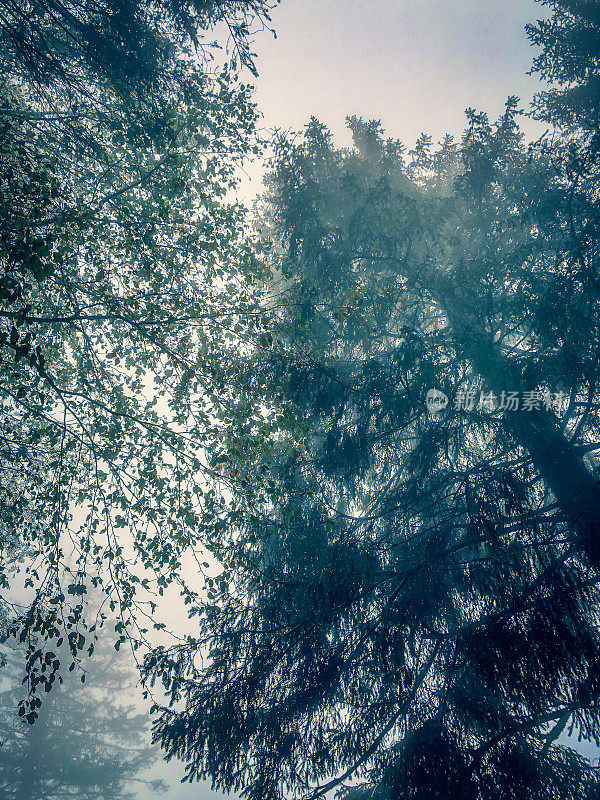 浓雾笼罩的德国黑森林中的树木。